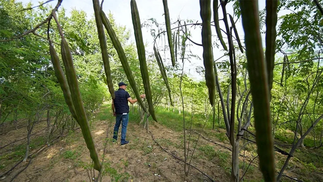 Il campo di Moringa di Samor a Sorso, con i lunghi baccelli che pendono dai rami