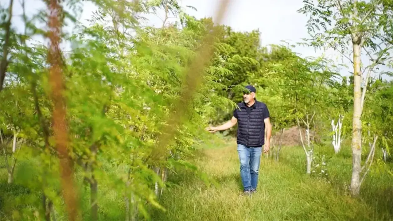 Domenico Vargiu tra gli alberi di Moringa cresciuti a Sorso